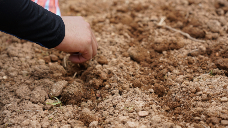 「種」「栽培方法」「土地」にこだわった「月下人参」