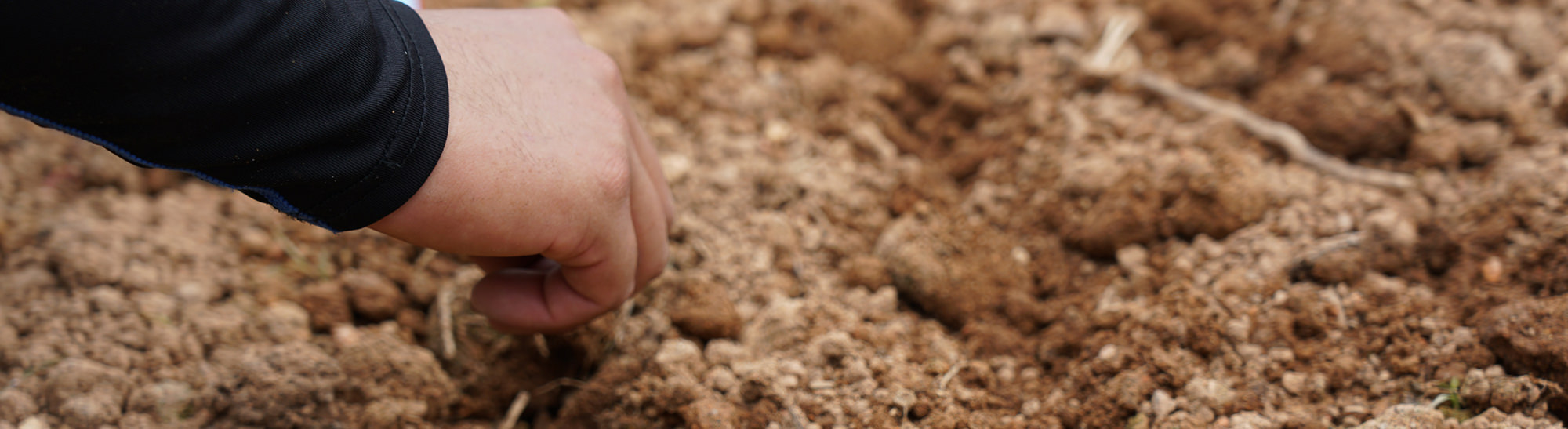「種」「栽培方法」「土地」にこだわった「月下人参」
