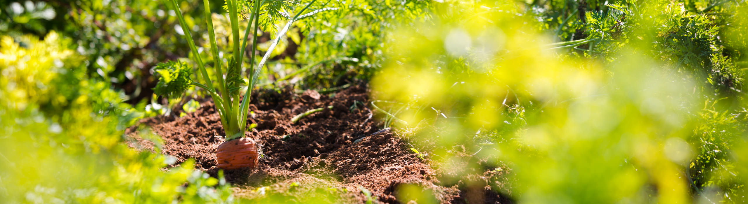 45年有機野菜を作り続けている寺岡有機農場